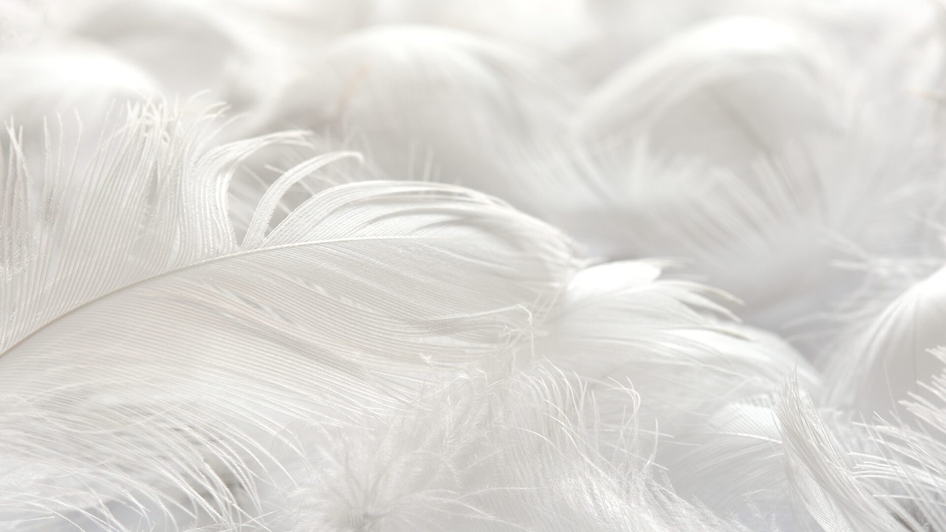 daunen duvets