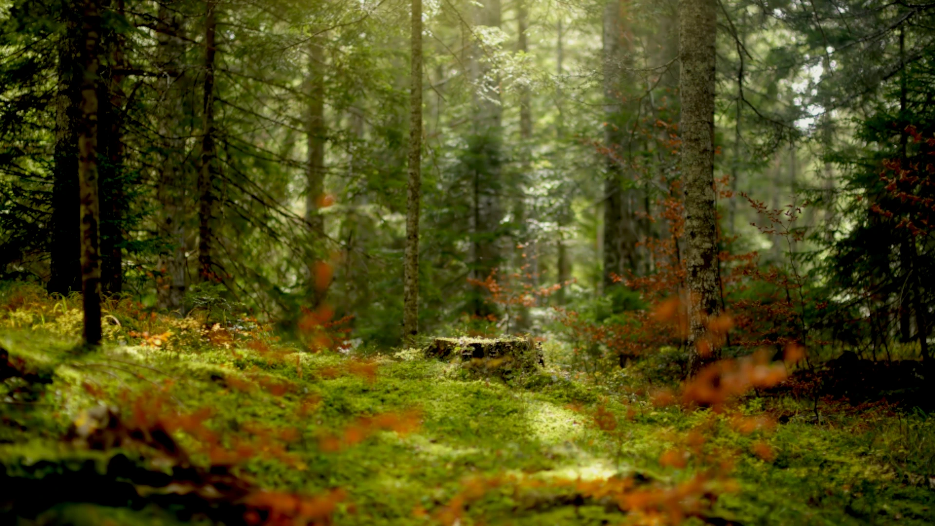 Schlafpunkt Hintergrund Holzmanufaktur